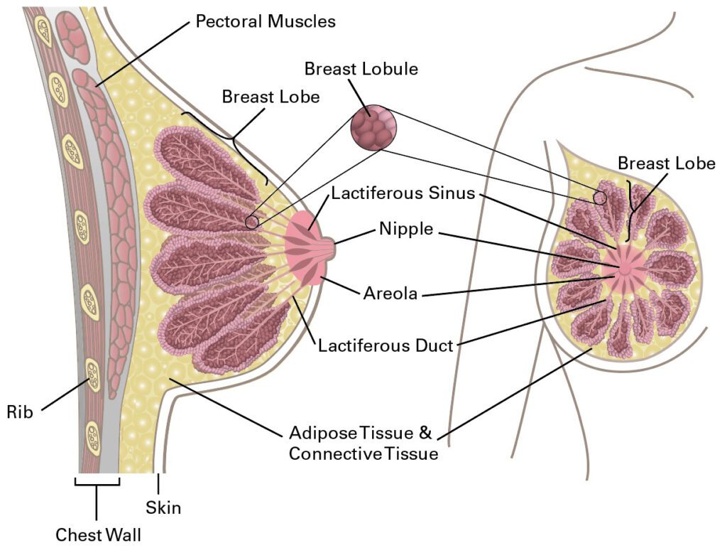 Breast Anatomy - 感恩醫療 GMC