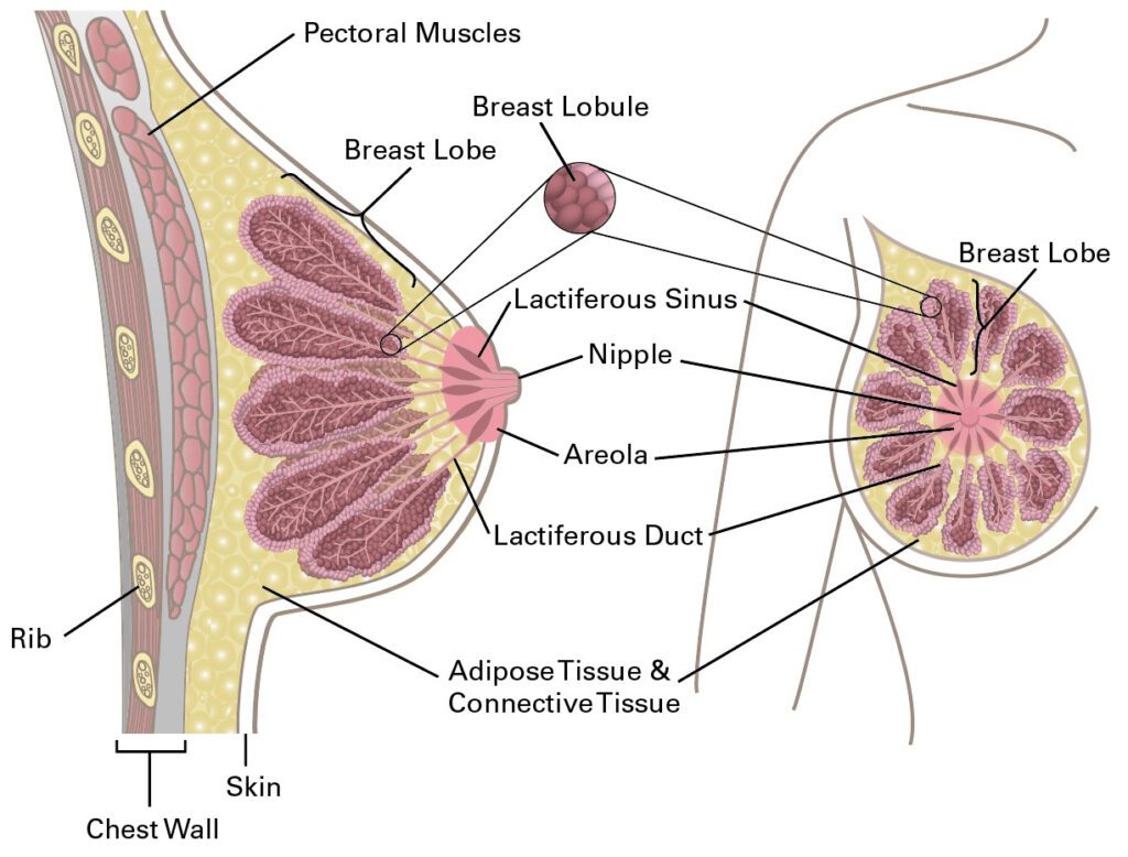 Female Breast Anatomy - Blood Supply & Mammary Glands